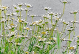 Michael Mardus - Photography